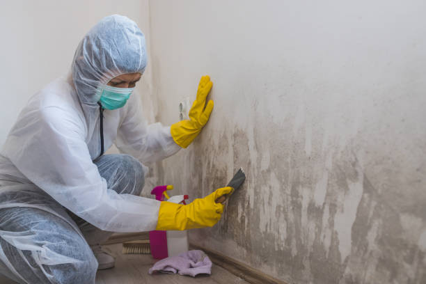 Best Mold Damage Repair  in Bay Hill, FL