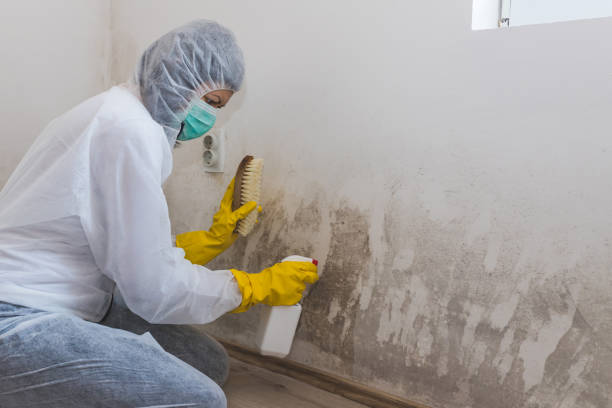 Best Mold Removal Process  in Bay Hill, FL