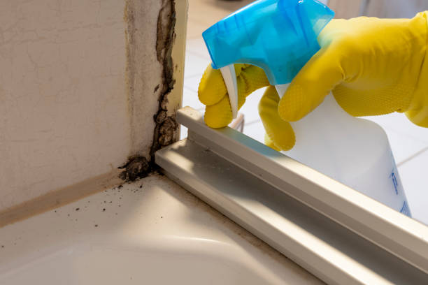 Best Black Mold Removal  in Bay Hill, FL