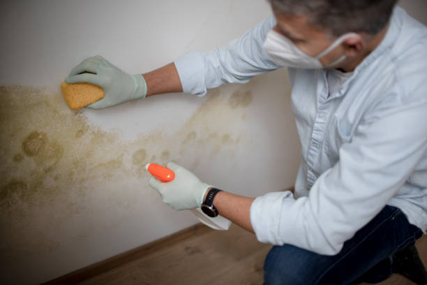 Mold Removal Process in Bay Hill, FL