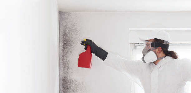 Best Fast Mold Removal  in Bay Hill, FL