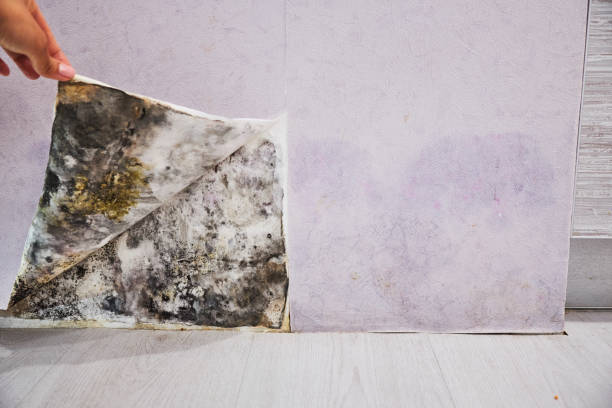 Best Professional Mold Removal  in Bay Hill, FL